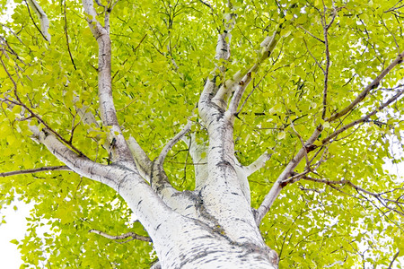 桦木绿色夏季照片树木绿叶白杨背景图片