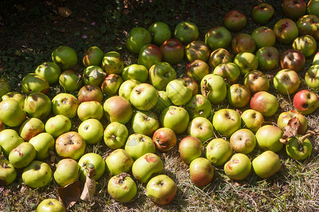 在一个果园里地上腐烂苹果面叶子户外图片