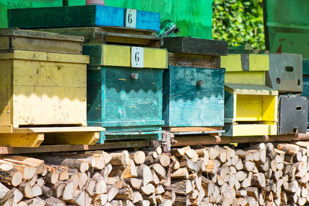 意大利北部小种蜜蜂的养殖棚生产窝花朵图片