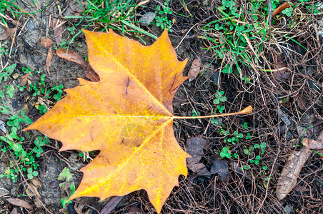 秋天枯萎的梧桐树叶图片