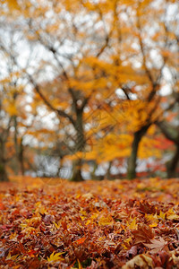秋天落叶满地公园高清图片素材