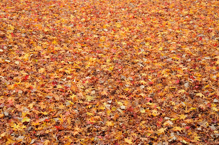 秋天落叶满地叶子高清图片素材