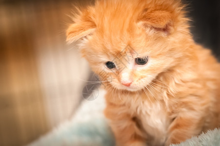 可爱的橘猫小奶猫背景