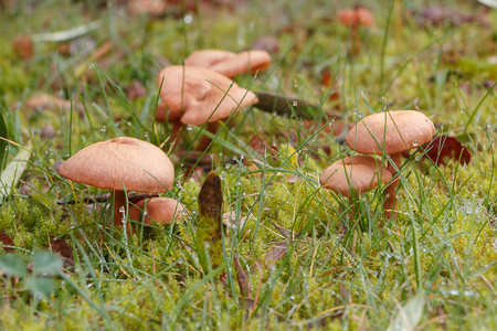 户外野蘑菇图片