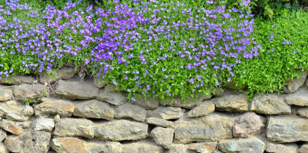 花朵盛开的紫色奥巴列蒂亚花朵覆盖着园的石墙奥布雷蒂亚绽放装饰背景