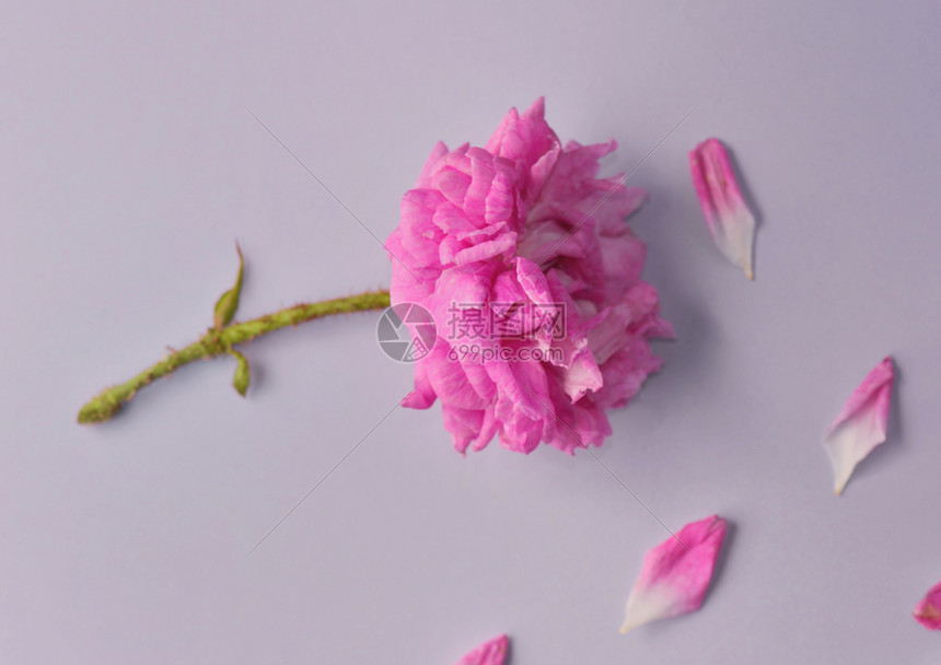 花朵被玫瑰粉红色的朵切开有双向花瓣背景新鲜蔷薇花双倍的图片