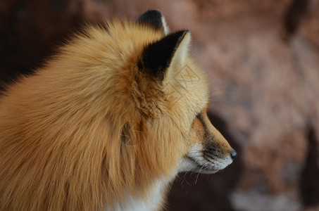 毛茸茸的赤色狐狸图片