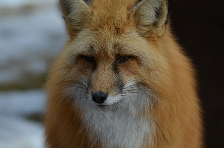 野红狐的甜美面容脸哺乳动物坦率图片