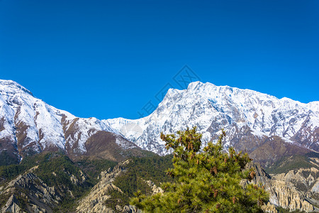 远山雪山和近处的森林
图片