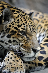 荒野爪子生动物美洲豹和的肖像图片
