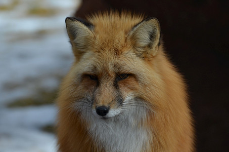 哺乳动物摄影一只红狐狸令人惊异的脸近而亲图片