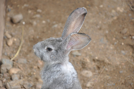 兔子毛皮蓬松图片