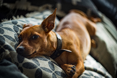 犬类微型迷你针头狗躺在沙发上的一只雷诺图片