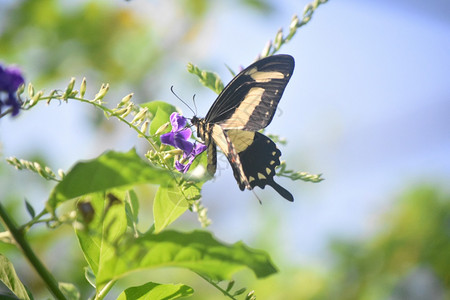漏洞美丽的苍白黄色和黑燕尾蝴蝶在花园里燕尾蝶漂亮的图片