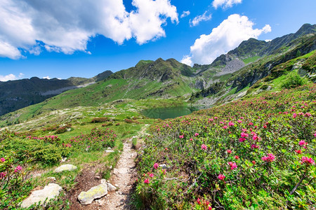 开满杜鹃花的山峰图片