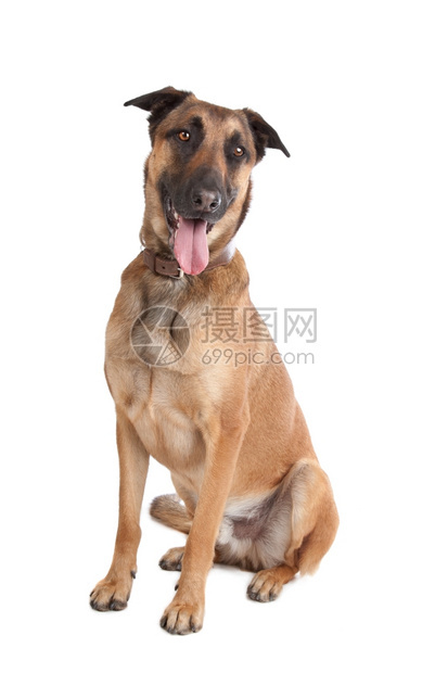 一种驯化的哺乳动物比利时牧羊犬Malinois比利时牧羊犬在白色背景前图片