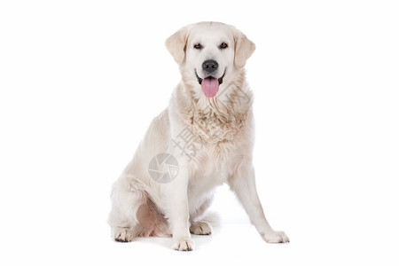 宠物在室内金毛猎犬在白色背景前的金毛猎犬类图片