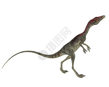 自然数字的兽脚亚目在白色背景下行走的共生恐龙3D转化图片