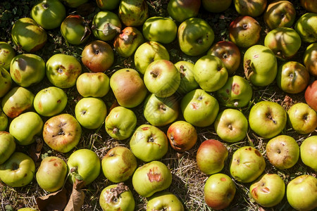 落下秋天在果园的地上腐烂苹果死的户外图片