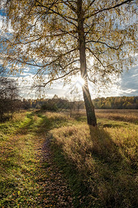 阳光草在俄罗斯秋天的森林道路照亮校对PortnoyIhmf太阳图片