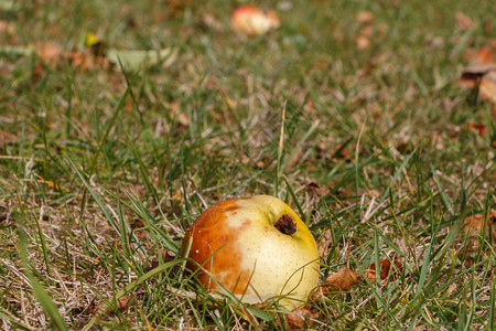 之间秋天在地上枯叶间腐烂的苹果食物户外图片
