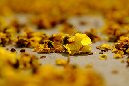 城市的地板上黄花瓣落下由淡色的花朵所腐烂成为美丽的自然背景树褪色背景图片