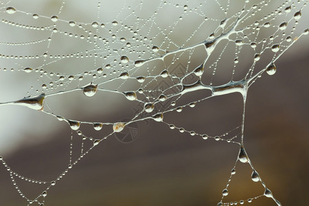 丝绸一个大型蜘蛛网在家庭花园里装满了水滴户外食物图片