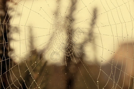 一个大型蜘蛛网在家庭花园里装满了水滴户外喷丝头雨图片