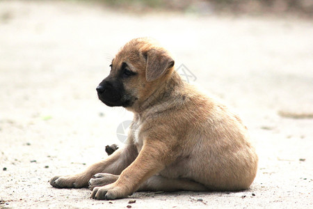 罗素泰国犬类那只小狗坐在地上看着图片