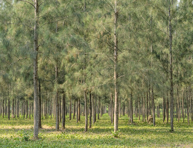 农业平静的排天然绿树松木图片