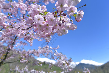 山上春季开花的桃花图片