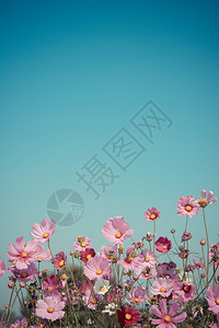 蓝色天空粉红花朵的户外绿图片