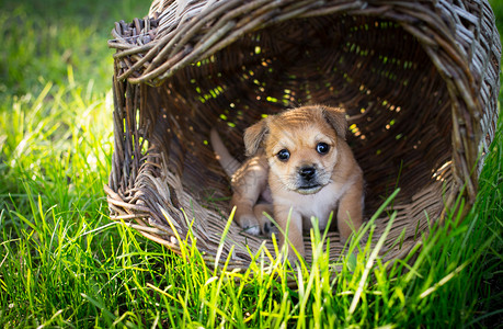 杂交犬类大自然中柳条篮的棕色小狗柳条篮中的棕色小狗可爱图片