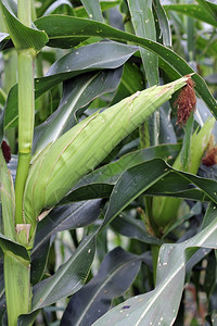 场地农业玉米田已做好收获准备夏季种植园节图片