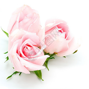 夏天花瓣美丽的粉红玫瑰白底的孤立花图片