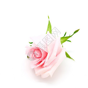 夏天自然爱美丽的粉红玫瑰白底的孤立图片