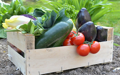 在一个花园的地上放着一箱子里的新鲜和多彩蔬菜农场丰富多彩的收成图片