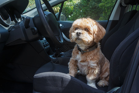 坐在汽车前座的拉萨阿波索狗户外品种哺乳动物图片