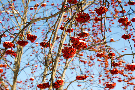 霜寒冷的红冬罗旺树图片