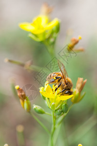 春天自然芝麻菜一只蜜蜂在野生露可拉花蜜上收集粉在野生蜜上收集粉图片