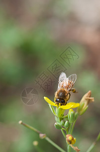 花园春天一只蜜蜂在野生露可拉花蜜上收集粉在野生蜜上收集粉自然图片