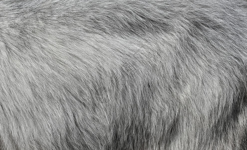 细节冬天颜色灰山羊皮背景浅灰色毛皮质料关闭灰色山羊皮背景图片