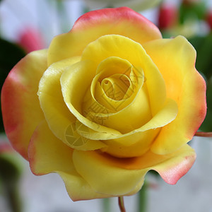 手工制作的人造白色美妙粘土艺术紧闭黄色玫瑰花朵美丽的人造鲜花手工艺技巧精图片