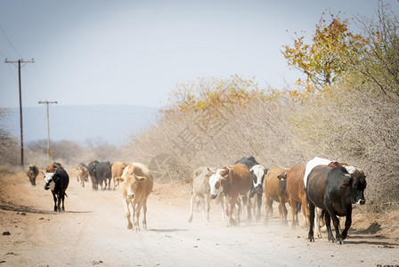 牛肉非洲博茨瓦纳的牛群沿一条灰尘横扫的公路向下行走牛群尘土飞扬移动图片