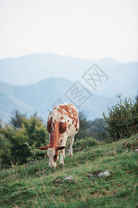 反刍动物哺乳品种意大利阿尔卑斯山上的牛放牧图片