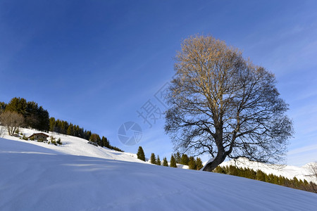雪地上的树图片