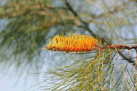澳大利亚门户14花的美丽奥斯特拉利亚格丽维蜂蜜宝石黄色杏子花图片