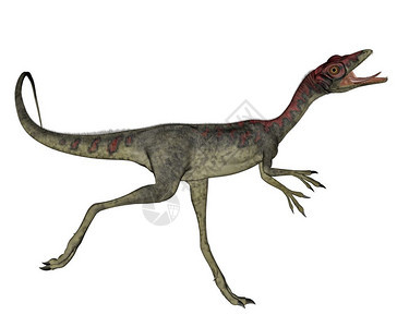 爬虫在白色背景下运行的共生恐龙3D转化使成为背景图片