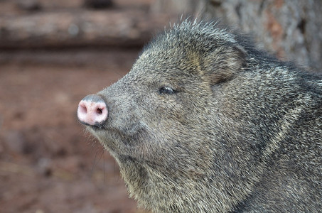 可爱的紧贴照片一只黄鼠猪脸部的照片野生动物摄影猪自然图片