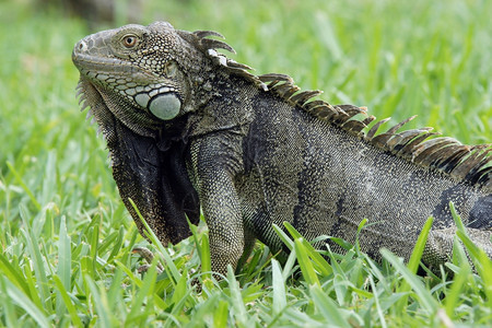 GreenIguana阿鲁巴典型动物ABC群岛荷兰语物种美国广播公司图片